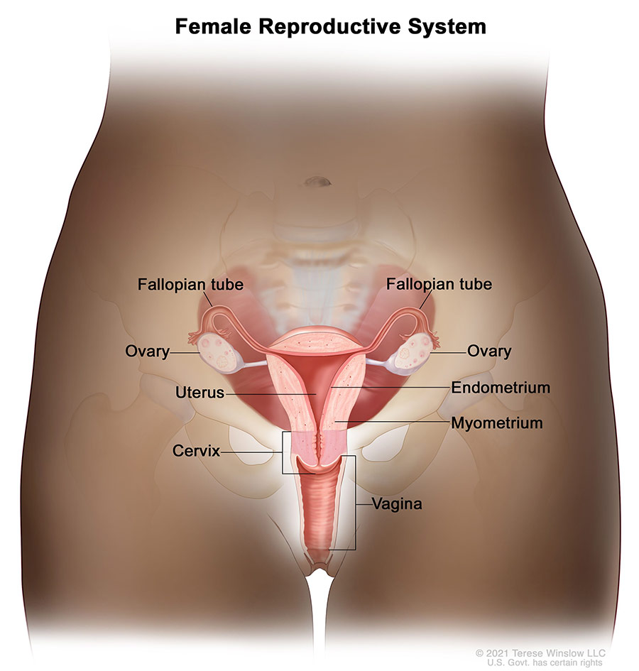 diagram of female reproductive system, including fallopian tubes, ovaries, uterus, endometrium, myometrium, cervix, and vagina