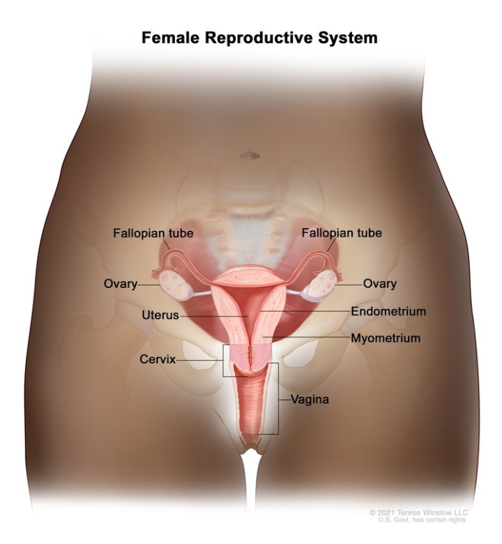 Illustration of female anatomy, with title Female Reproductive System. Image depicts fallopian tubes, ovaries, uterus, endometrium, cervic, myometrium, and vagina. Credit: © 2021 Terese Winslow LLC, U.S. Govt. has certain rights