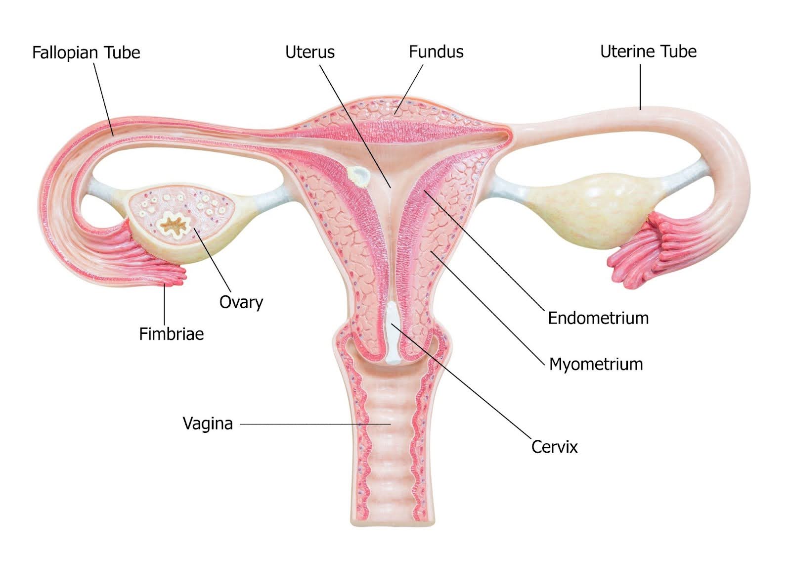Medical illustration of the female reproductive system.